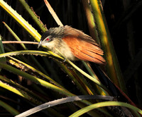 White-browed coucal - Selous