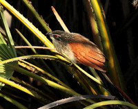 White-browed coucal - Selous