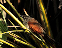 White-browed coucal - Selous