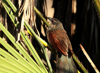 White-browed coucal - Selous
