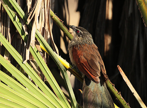 White-browed coucal - Selous