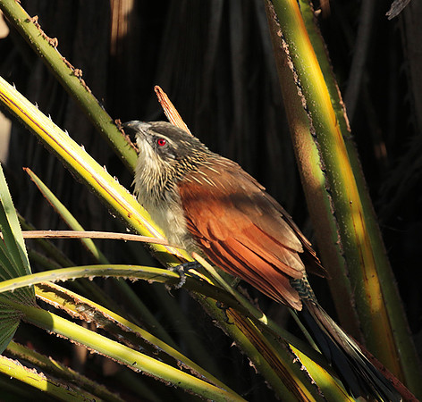 White-browed coucal - Selous