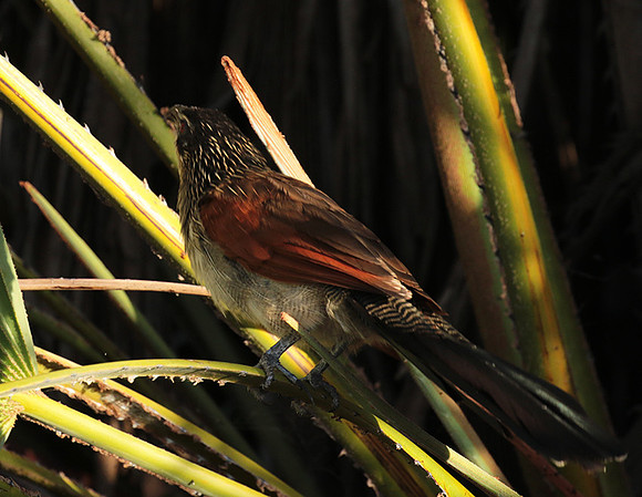 White-browed coucal - Selous