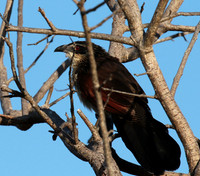 White-browed coucal - Selous