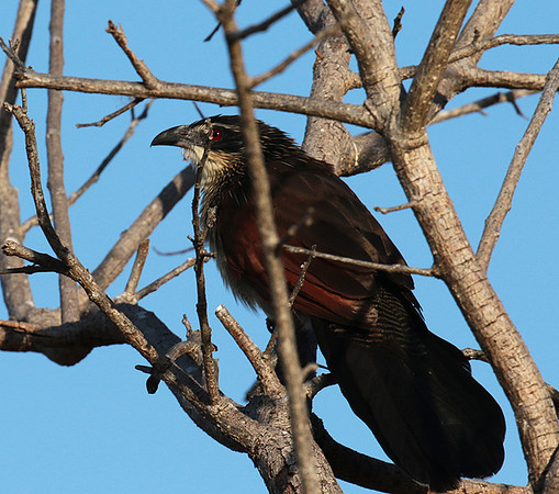 White-browed coucal - Selous