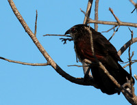 White-browed coucal - Selous