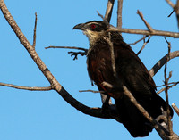 White-browed coucal - Selous