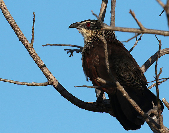 White-browed coucal - Selous
