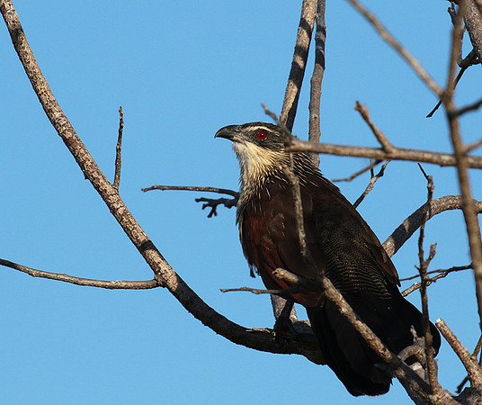 White-browed coucal - Selous