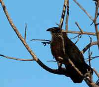 White-browed coucal - Selous