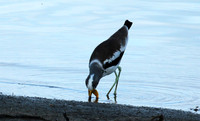 White-crowned lapwing - Selous