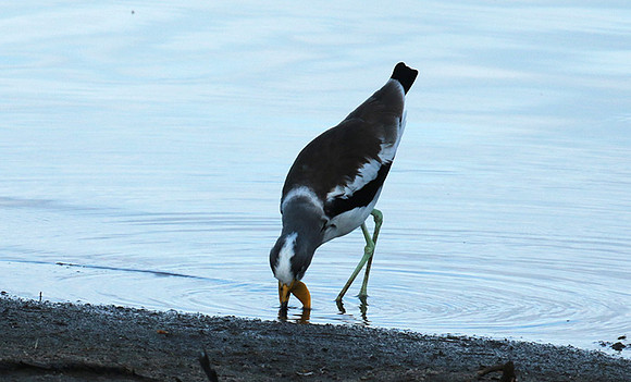 White-crowned lapwing - Selous