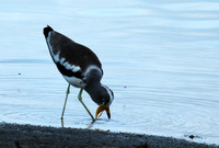 White-crowned lapwing - Selous