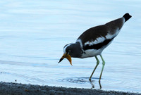 White-crowned lapwing - Selous
