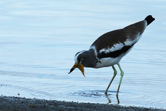 White-crowned lapwing - Selous