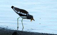 White-crowned lapwing - Selous