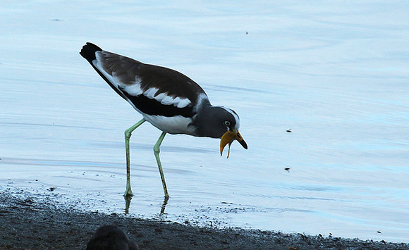 White-crowned lapwing - Selous