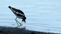 White-crowned lapwing - Selous