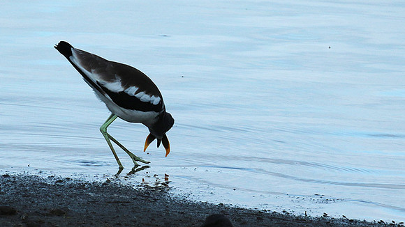 White-crowned lapwing - Selous