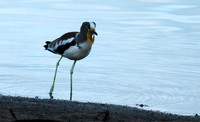 White-crowned lapwing - Selous