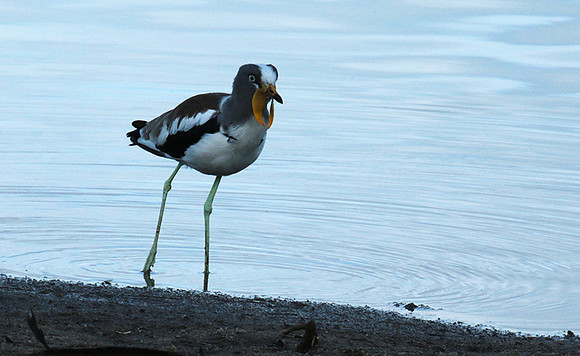White-crowned lapwing - Selous