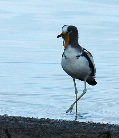 White-crowned lapwing - Selous