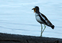 White-crowned lapwing - Selous