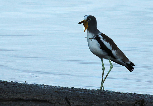 White-crowned lapwing - Selous