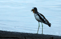 White-crowned lapwing - Selous