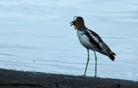 White-crowned lapwing - Selous