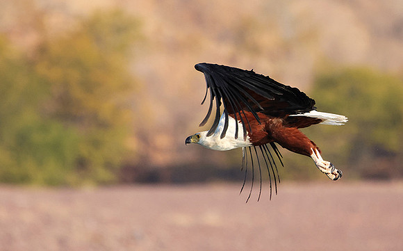 Fish eagle - Kariba