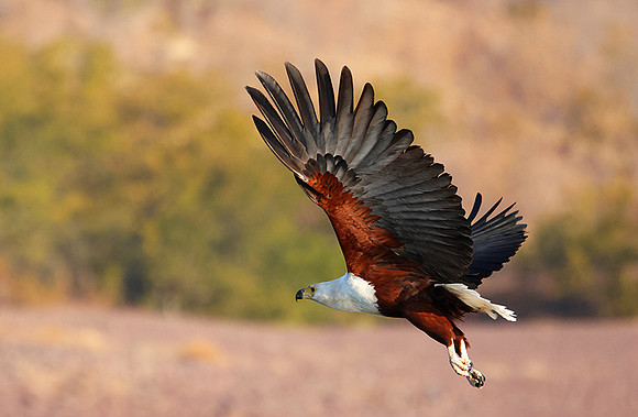 Fish eagle - Kariba