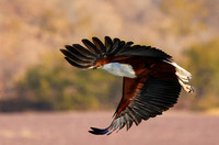 Fish eagle - Kariba
