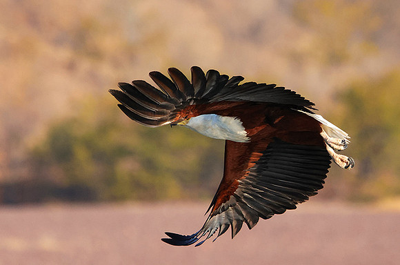 Fish eagle - Kariba