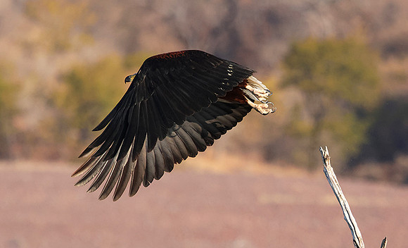 Fish eagle - Kariba