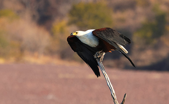 Fish eagle - Kariba