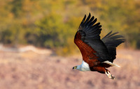 Fish eagle - Kariba