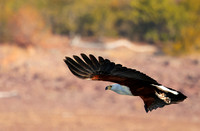 Fish eagle - Kariba