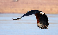 Fish eagle - Kariba