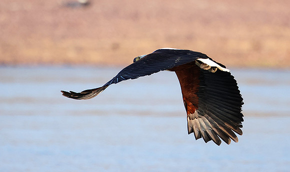 Fish eagle - Kariba