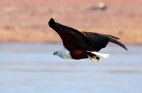 Fish eagle - Kariba