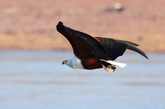 Fish eagle - Kariba