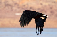 Fish eagle - Kariba