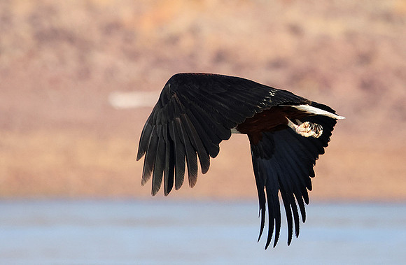 Fish eagle - Kariba
