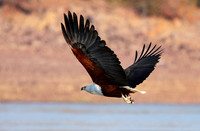 Fish eagle - Kariba