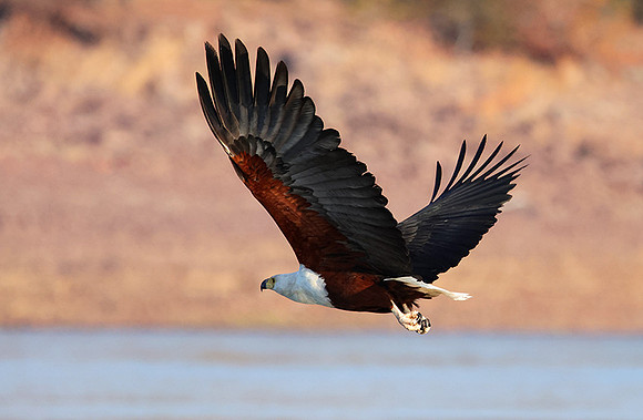 Fish eagle - Kariba