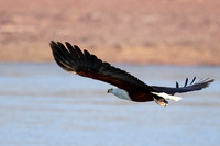 Fish eagle - Kariba
