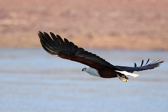 Fish eagle - Kariba