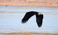 Fish eagle - Kariba