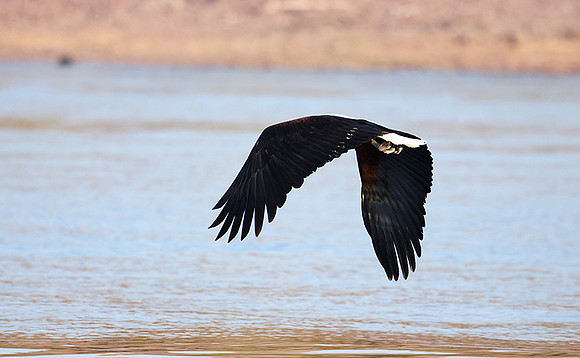 Fish eagle - Kariba